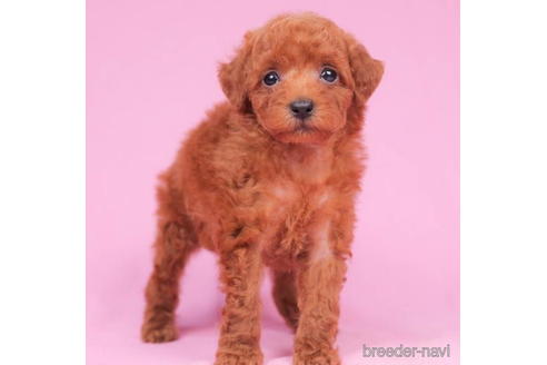 成約済の東京都のトイプードル-202102の1枚目